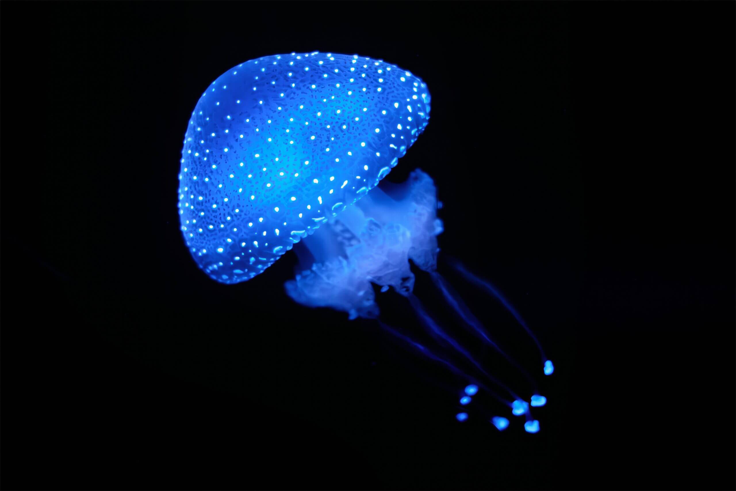 M&eacute;duse australienne bioluminescente Phyllorhiza punctata
sous l'eau