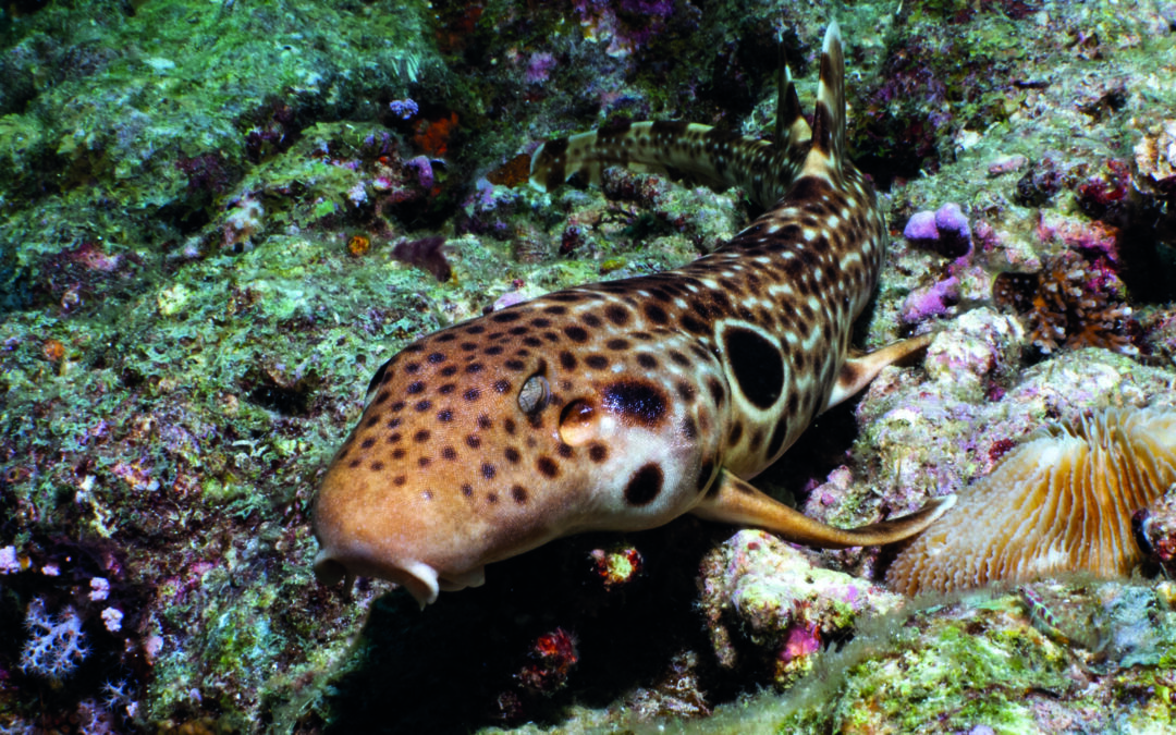 Une nouvelle espèce de requin marcheur identifiée