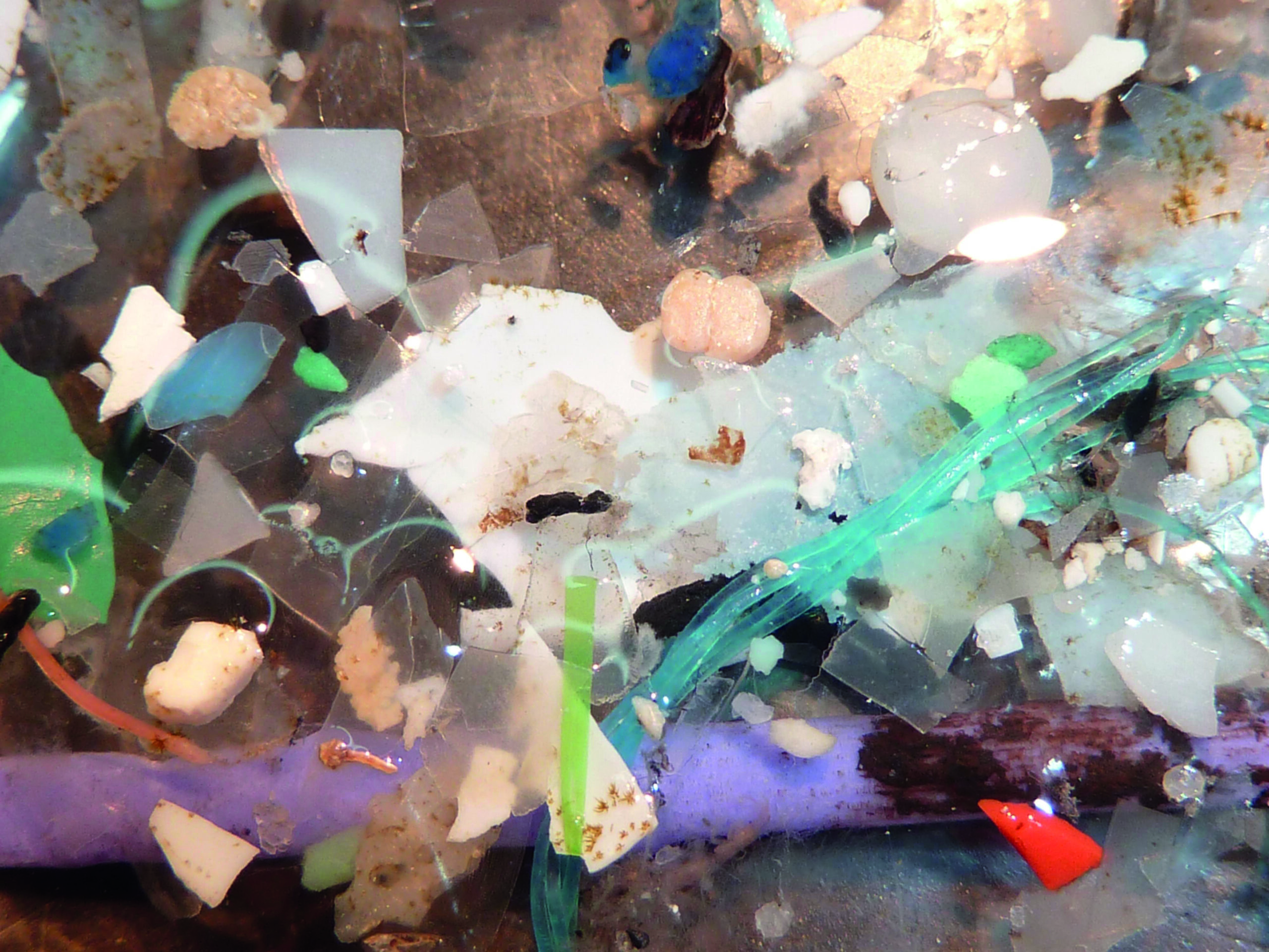 Microplastiques flottants "p&ecirc;ch&eacute;s" en surface &agrave; l'aide d'un filet &agrave; plancton en M&eacute;diterran&eacute;e.