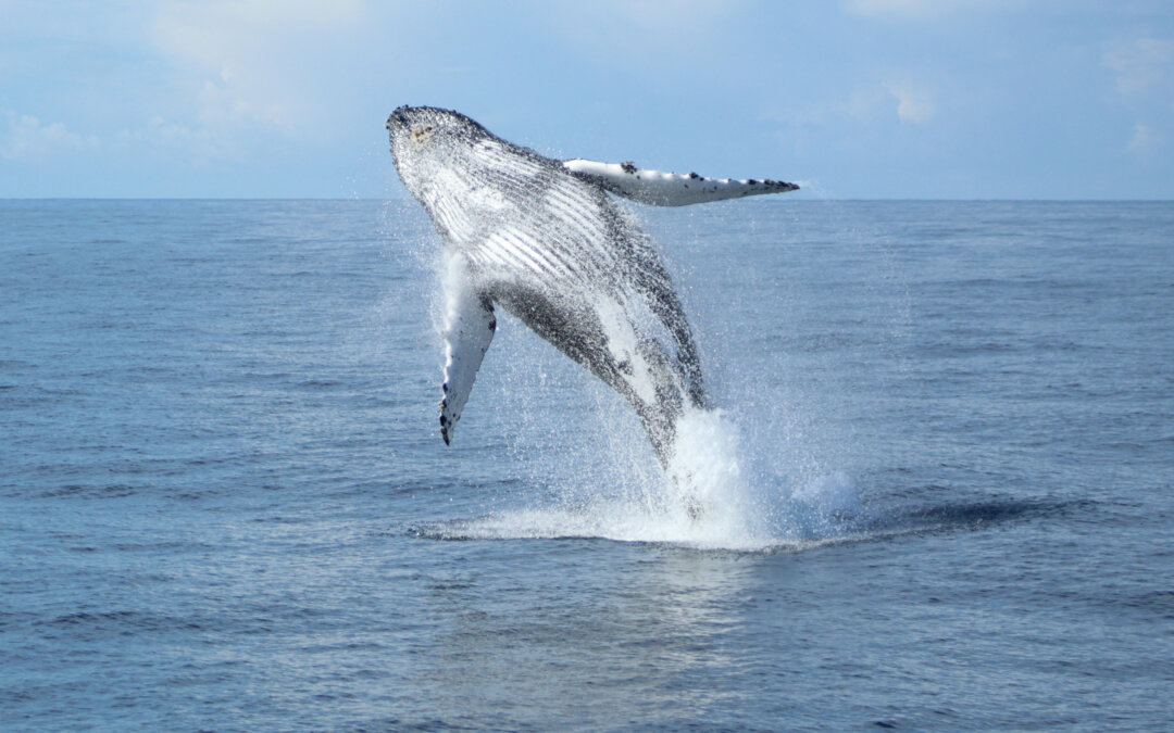 Pourquoi les baleines n&rsquo;ont pas de cancer ?
