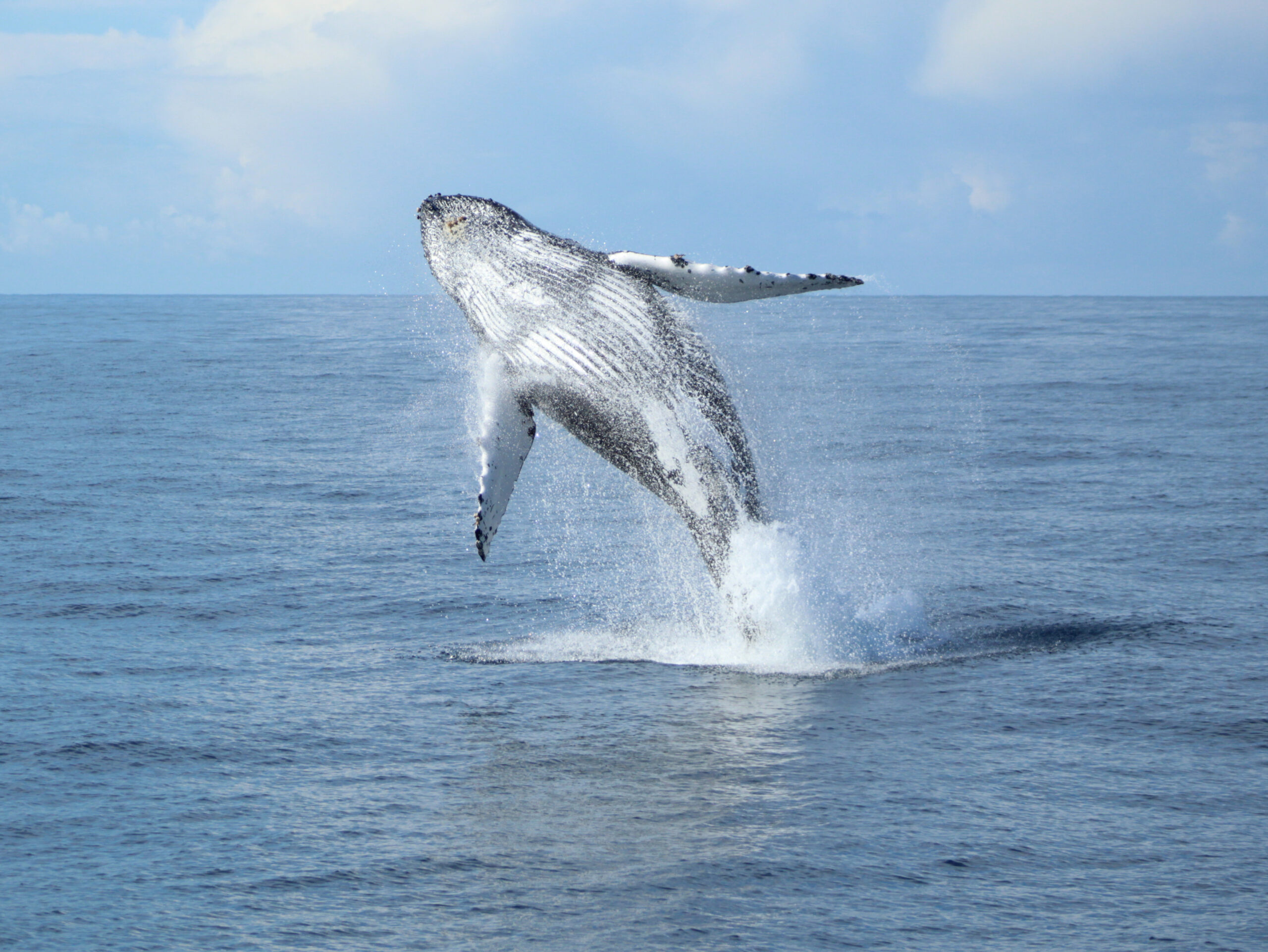 Baleine boréale qui saute hors de l'eau