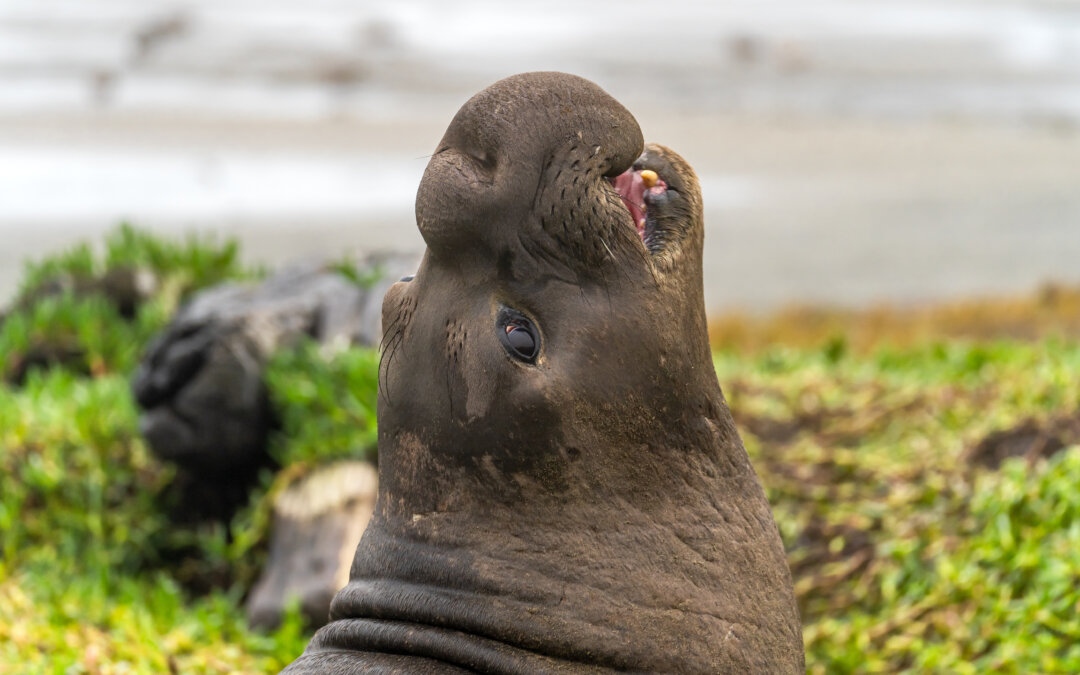Les éléphants de mer se souviennent de leurs ennemis