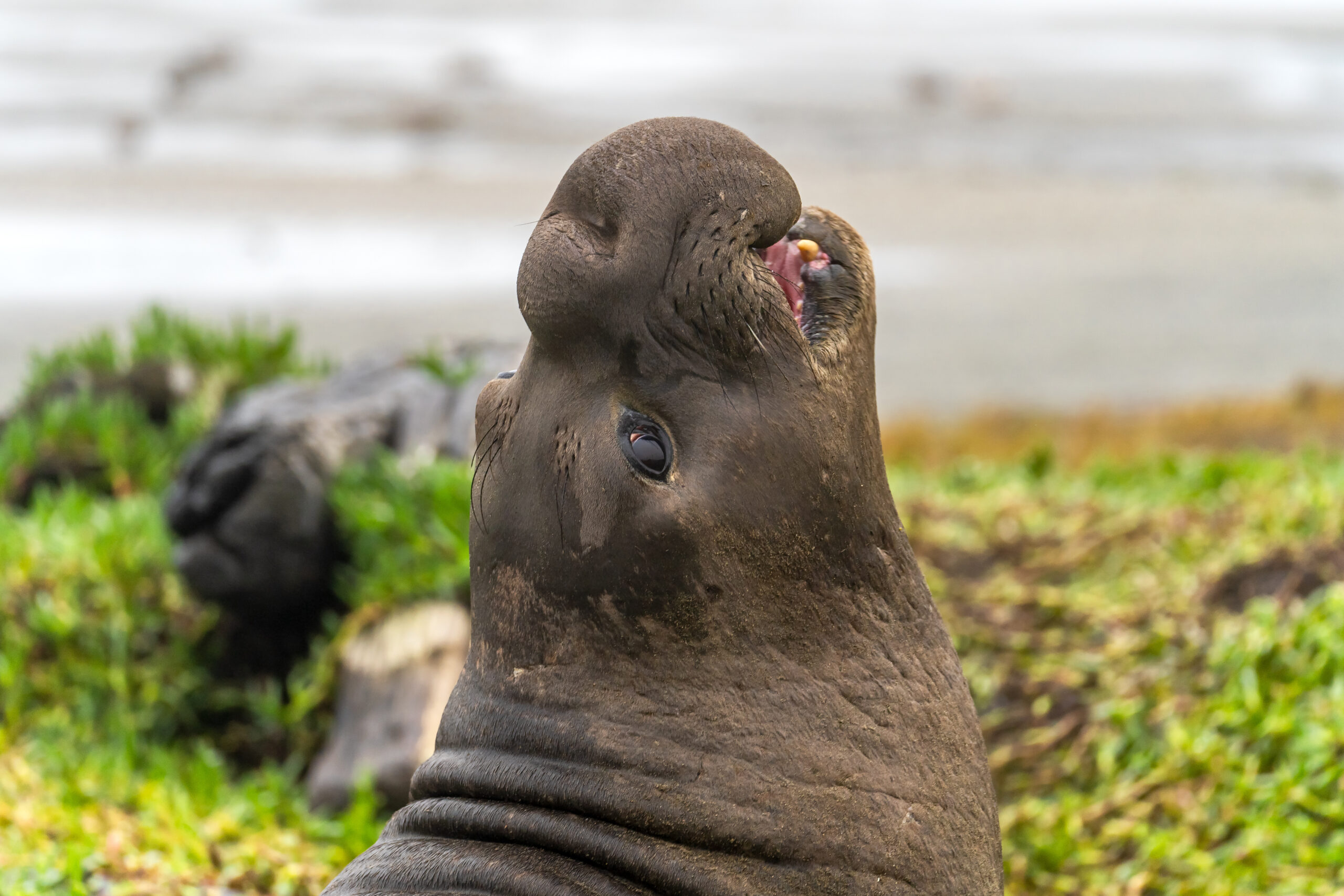 Elephant de mer en Californie