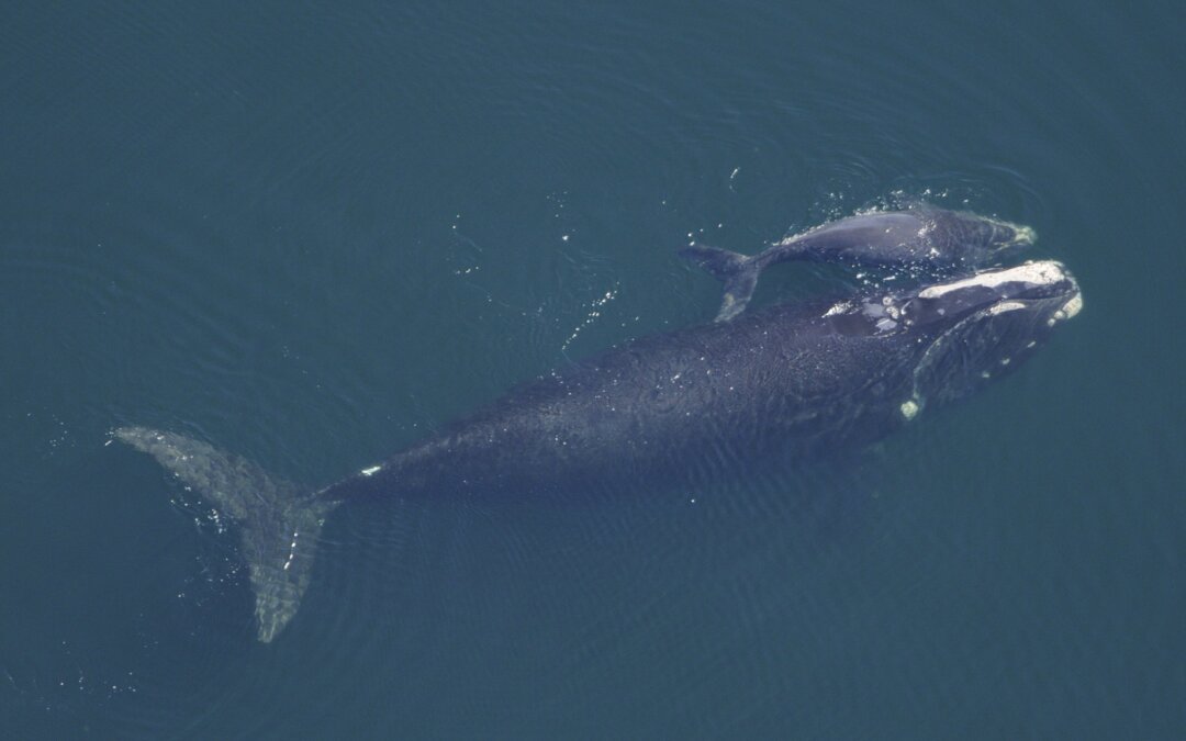 La baleine franche de l’Atlantique Nord va (un peu) mieux