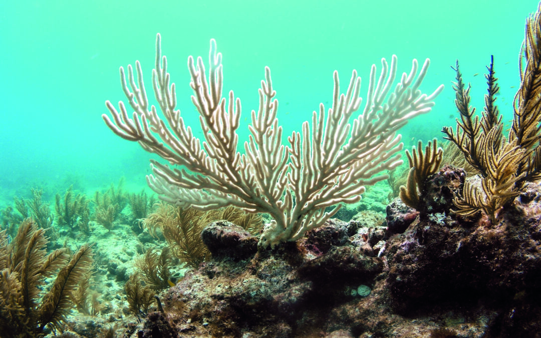 Aux origines de la relation intime entre l’algue et le corail