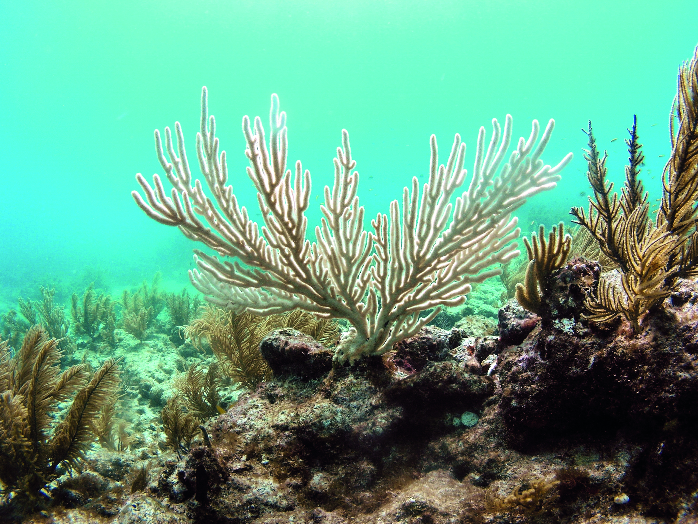 Corail blanchi qui a probablement expulsé son algue symbiotique.