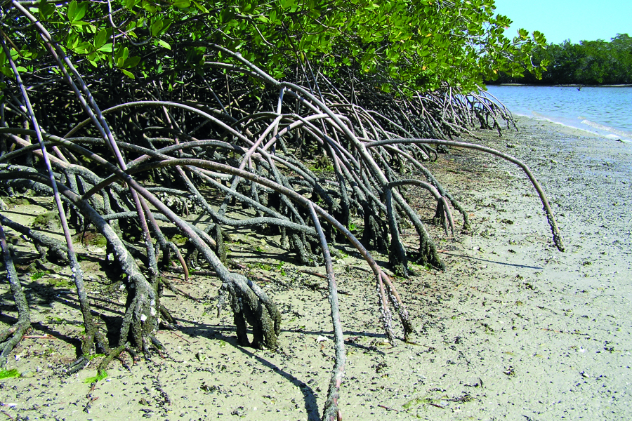 Mangrove dans le parc national des Everglades en Floride