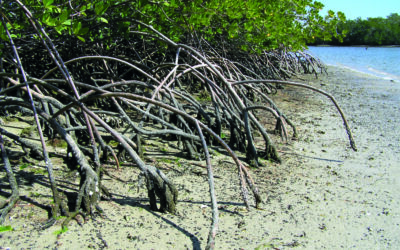 Des mangroves au gré des vagues