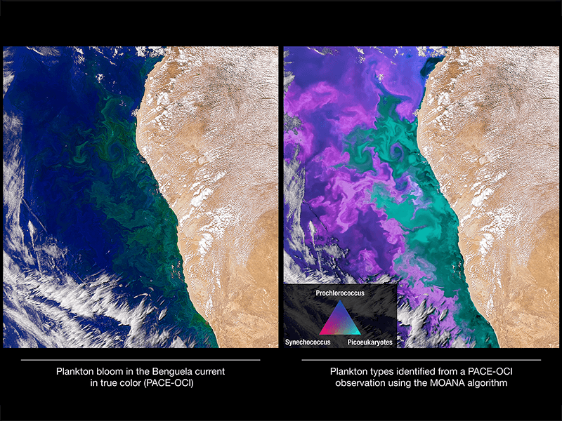 image satellitaire du plancton au large de Benguela (Angola)