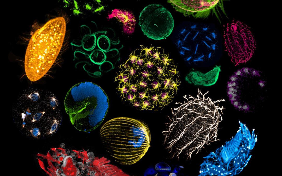 Le plancton, vu par la microscopie d&rsquo;expansion