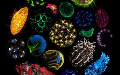 Le plancton, vu par la microscopie d&rsquo;expansion