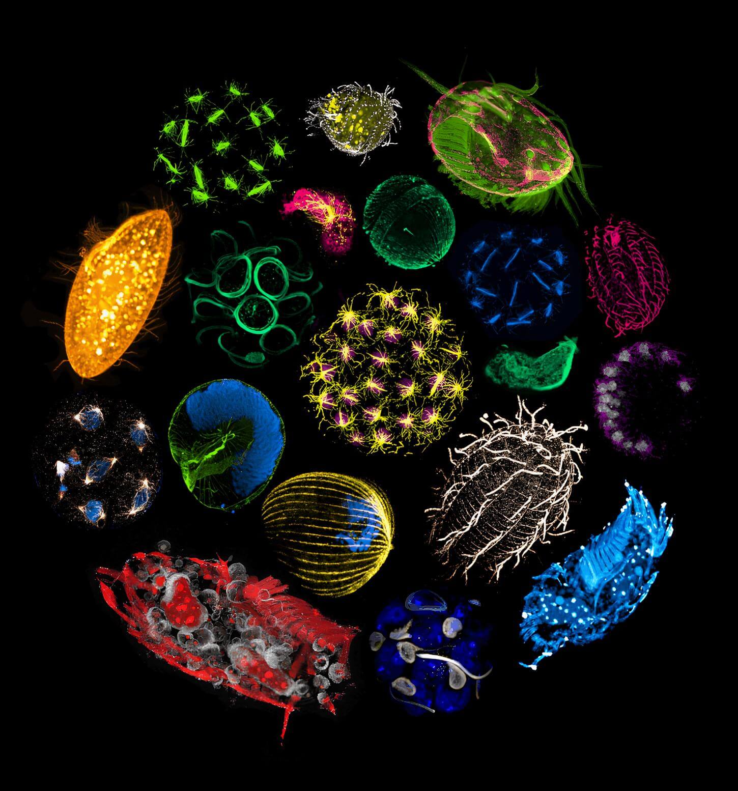 série de planctons vus en microscopie d'expansion