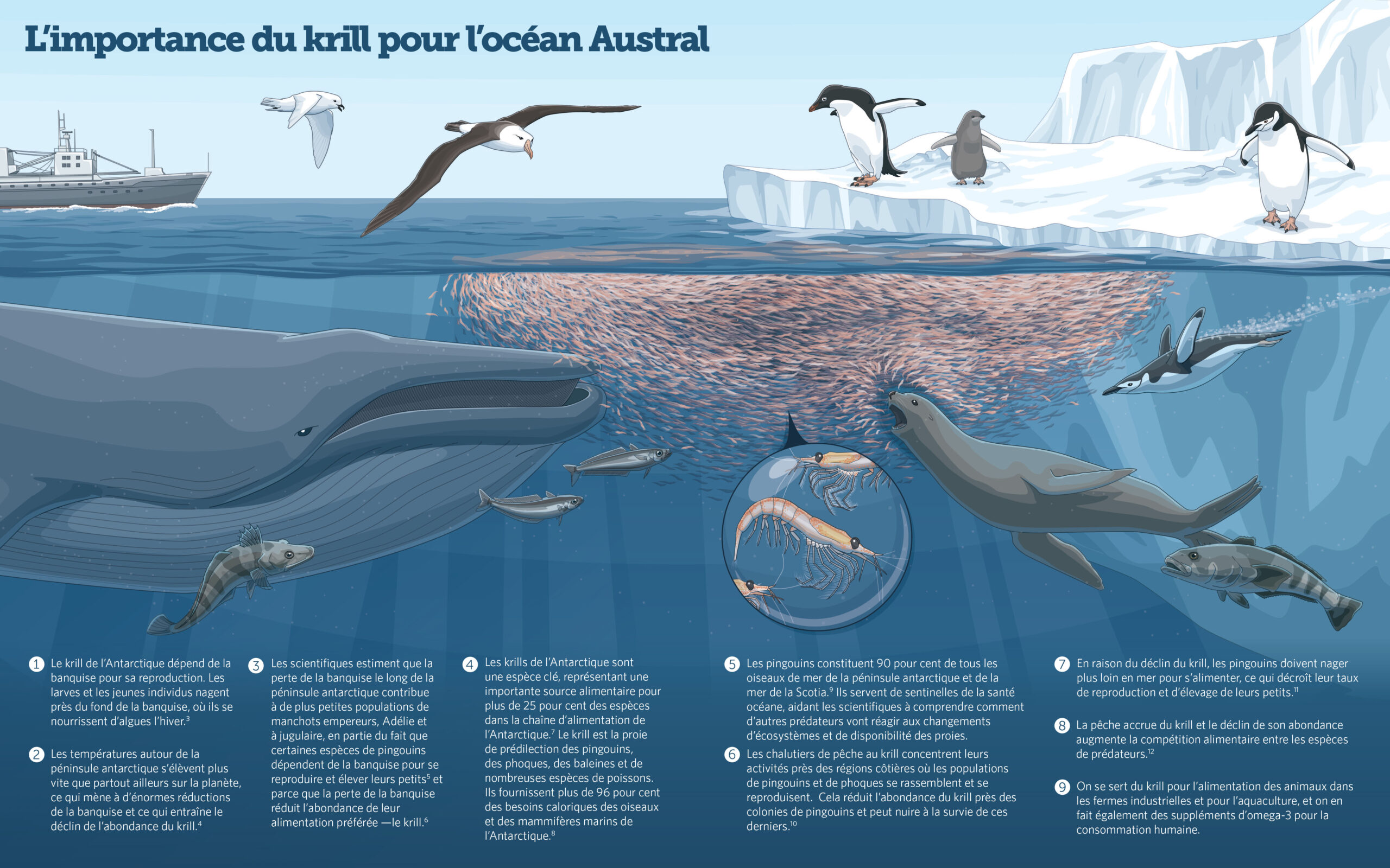 infographie de la place du krill en antarctique