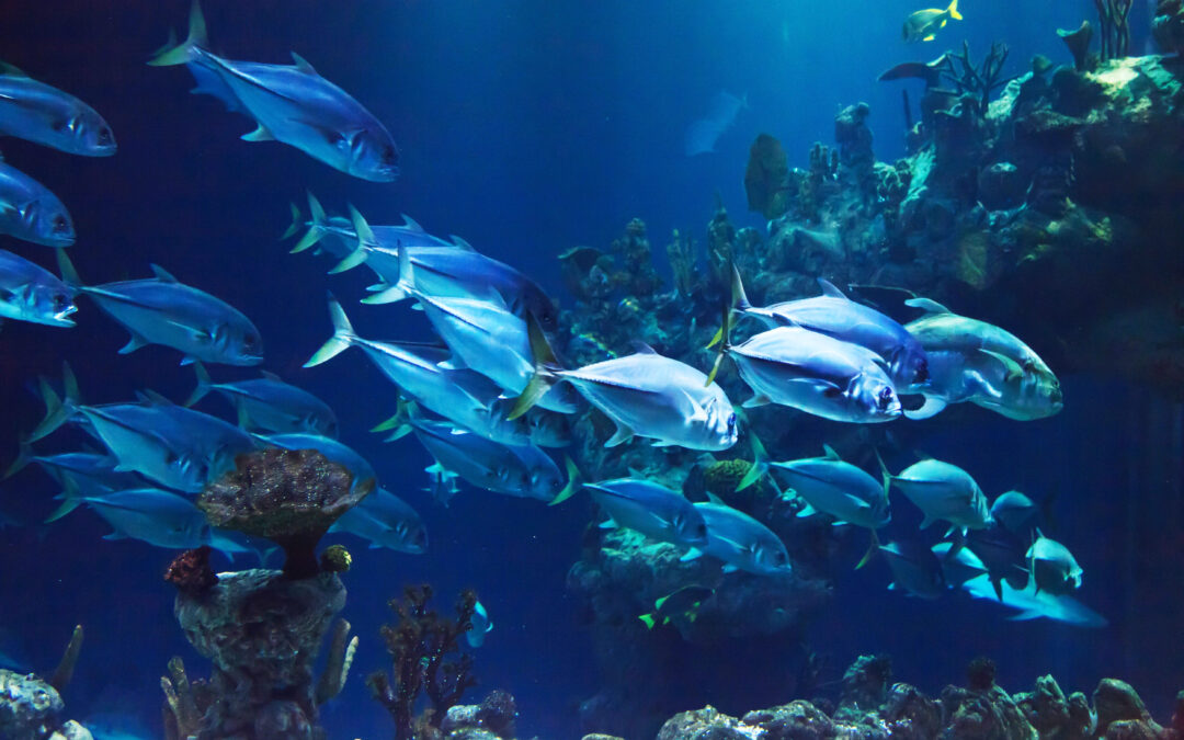 Protéger la biodiversité marine pour limiter le réchauffement climatique ? Une fausse bonne idée !